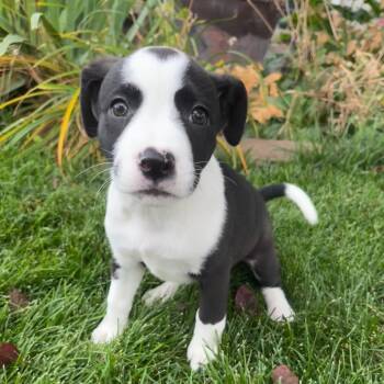 Rescue Mixed Breed Dogs for Adoption in Park City, Utah - Etta | PetCurious