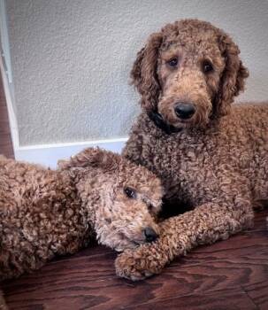 Lucy -  Goldendoodle Dog for Adoption in Lafayette, Colorado - Lucy | PetCurious