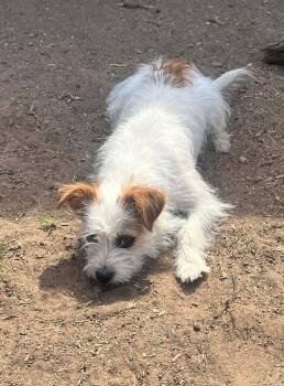 Jack Russell Terrier Dogs Available for Adoption in Grafton, Wisconsin - SPONSOR ME - Millie | PetCurious