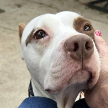 Mixed Breed Dogs Available for Adoption in Bentonville, Arkansas - Cerise | PetCurious