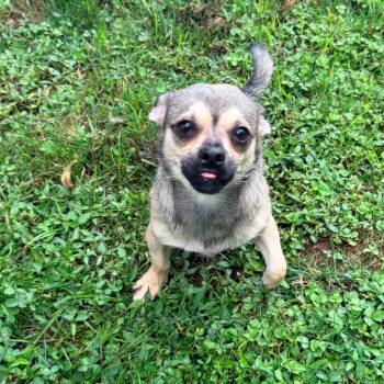 Buzz -  Chihuahua and Mixed Breed Dog for Adoption in Jarrettsville, Maryland - Buzz | PetCurious