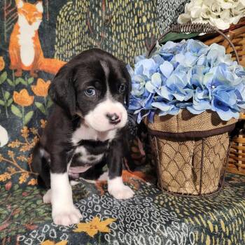 Pit Bull Terrier and Terrier Dogs Available for Adoption - Lily - Zelda