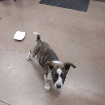 Turbo -  Mixed Breed Dog for Adoption in Chattanooga, Tennessee - Turbo | PetCurious