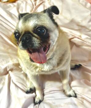 Pug Dogs Available for Adoption - Mimi | PetCurious