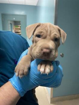 HUGO -  Mixed Breed Dog for Adoption in Holbrook, New York - HUGO | PetCurious