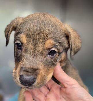 German Shepherd Dog and Labrador Retriever Dogs Available for Adoption in Lawrenceville, Georgia - Pen Vc-11 | PetCurious
