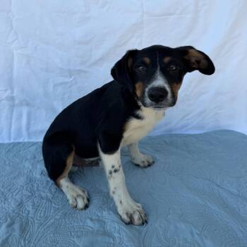Moony -  Border Collie and Hound Dog for Adoption in Carencro, Louisiana - Moony | PetCurious