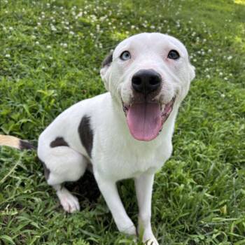 Robbie -  Husky Dog for Adoption in Saint Charles, Missouri - Robbie | PetCurious