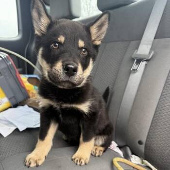 Husky and German Shepherd Dog Dogs Available for Adoption - Chicken Tender | PetCurious