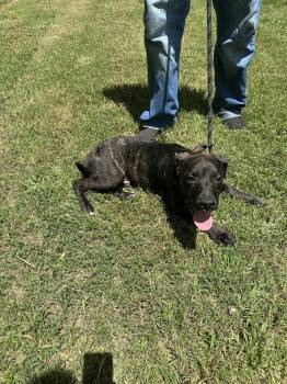 Wally -  Pit Bull Terrier Dog for Adoption in New Bedford, Massachusetts - Wally | PetCurious