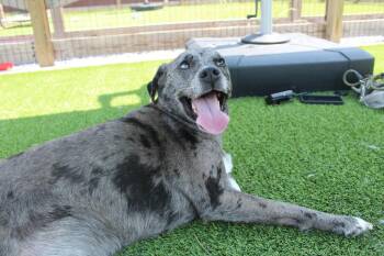 Lotus -  Catahoula Leopard Dog Dog for Adoption in Chestertown, Maryland - Lotus | PetCurious