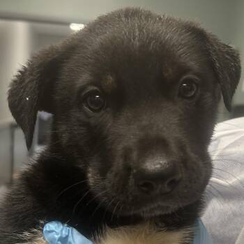 Shepherd Dogs Available for Adoption - Muffin | PetCurious