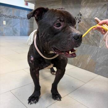 Lieutenant Dan -  Mixed Breed Dog for Adoption in Newark, New Jersey - Lieutenant Dan | PetCurious