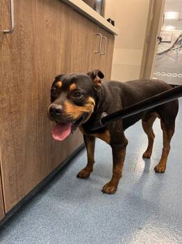 Rescue Rottweiler and Mixed Breed Dogs for Adoption in Pearland, Texas - GEODUDE | PetCurious