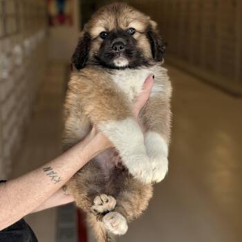 Shepherd Dogs Available for Adoption in Chicago, Illinois - Zeus | PetCurious