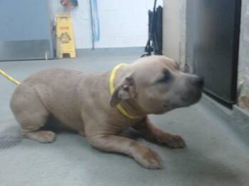 LILLY -  Pit Bull Terrier and Mixed Breed Dog for Adoption in Salinas, California - LILLY | PetCurious