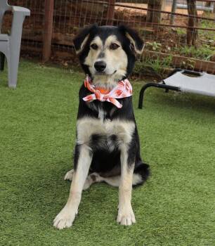 Terrier Dogs Available for Adoption in Fort Worth, Texas - Hoppy | PetCurious