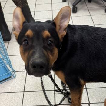 Jordan -  Mixed Breed Dog for Adoption in Charleston, West Virginia - Jordan | PetCurious