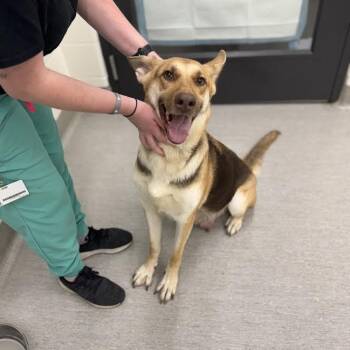 Rescue German Shepherd Dog Dogs for Adoption in Springboro, Ohio - Solar | PetCurious