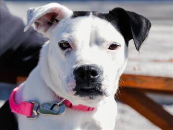 Boxer and Pit Bull Terrier Dogs Available for Adoption in Tulsa, Oklahoma - MOON/HOBBS | PetCurious