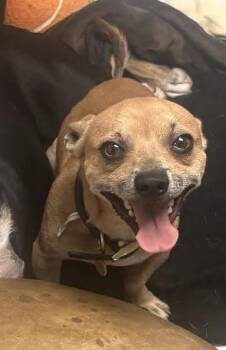 Peanut Brittle -  Chihuahua Dog for Adoption in Zimmerman, Minnesota - Peanut Brittle | PetCurious