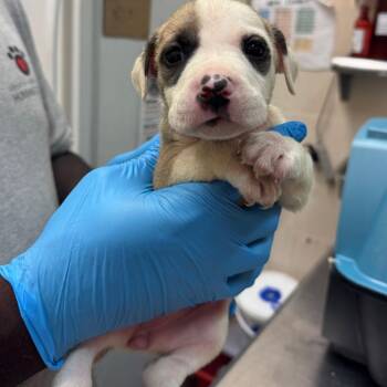 Brooklyn -  Pit Bull Terrier Dog for Adoption in Birmingham, Alabama - Brooklyn | PetCurious