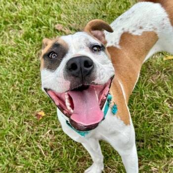 El Rey of Sunshine -  Pit Bull Terrier Dog for Adoption in Friendswood, Texas - El Rey Of Sunshine | PetCurious