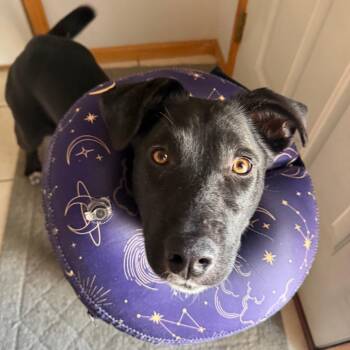 Mixed Breed Dogs Available for Adoption - Quail | PetCurious