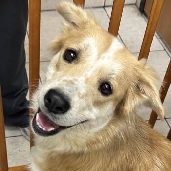 Golden Retriever Dogs Available for Adoption in Los Angeles, California - Sophia - MEDICAL HOLD | PetCurious