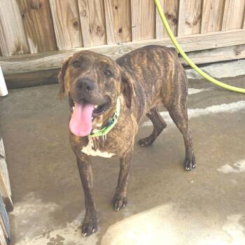Daisy Mae -  Mixed Breed Dog for Adoption in Freeport, Florida - Daisy Mae | PetCurious