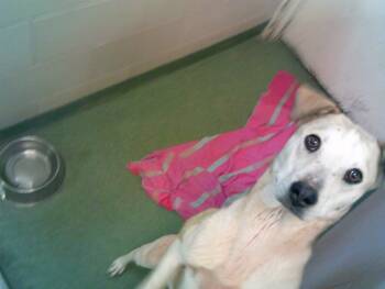 Rescue Mixed Breed Dogs for Adoption in Santa Fe, New Mexico - LUCY | PetCurious