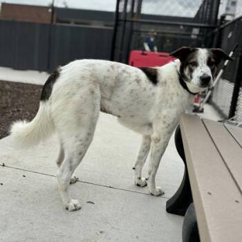 Danika -  Mixed Breed Dog for Adoption in Wheaton, Illinois - Danika | PetCurious