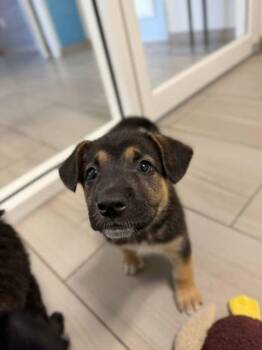 Panda Bear - P -  German Shepherd Dog Dog for Adoption in Daytona Beach, Florida - Panda Bear - P | PetCurious