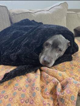 Pit Bull Terrier and Labrador Retriever Dogs Available for Adoption - Dexter | PetCurious