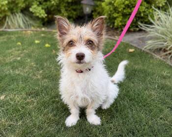 SandCastle -  Jack Russell Terrier and Yorkshire Terrier Dog for Adoption in Palo Alto, California - SandCastle | PetCurious