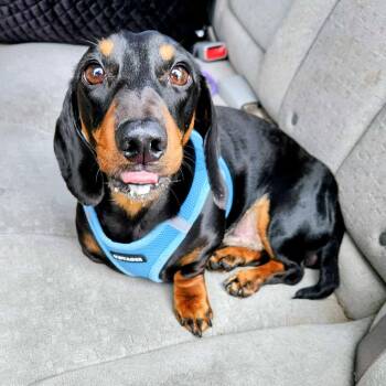 Rescue Dachshund Dogs for Adoption in Lexington, Kentucky - Denver | PetCurious