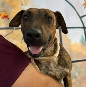 Rescue Black Mouth Cur and Mixed Breed Dogs for Adoption in Bryan, Texas - 59829219 | PetCurious