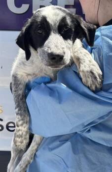 BANJO -  Australian Shepherd and Mixed Breed Dog for Adoption in Modesto, California - BANJO | PetCurious