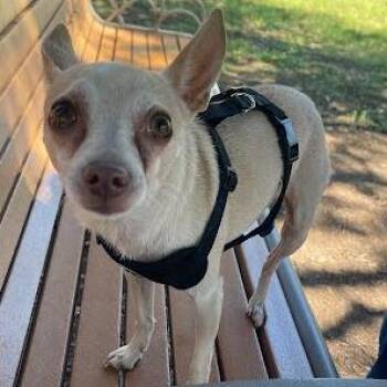 Terry -  Chihuahua Dog for Adoption in Austin, Texas - Terry | PetCurious