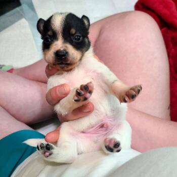 Dill -  Chihuahua and Mixed Breed Dog for Adoption in Kerrville, Texas - Dill | PetCurious