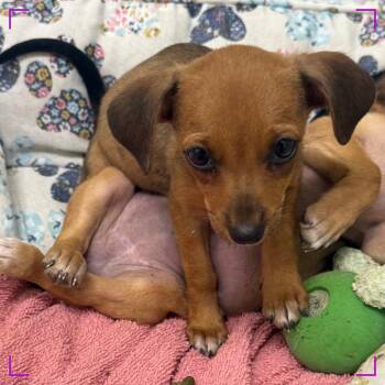 Stardust -  Chihuahua and Dachshund Dog for Adoption in Austin, Texas - Stardust | PetCurious