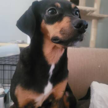 Paula -  Rat Terrier and Jack Russell Terrier Dog for Adoption in Bauxite, Arkansas - Paula | PetCurious