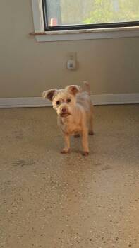 Lucy -  Mixed Breed Dog for Adoption in Mineola, Texas - Lucy | PetCurious
