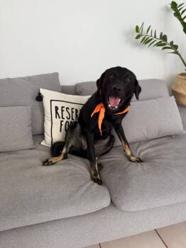 Rescue Labrador Retriever Dogs for Adoption in Naranjito, Naranjito - Dony | PetCurious