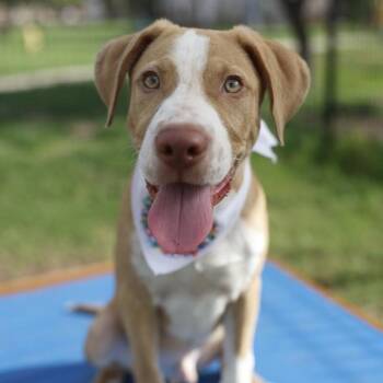 ELIJAH -  American Staffordshire Terrier Dog for Adoption in San Antonio, Texas - ELIJAH | PetCurious