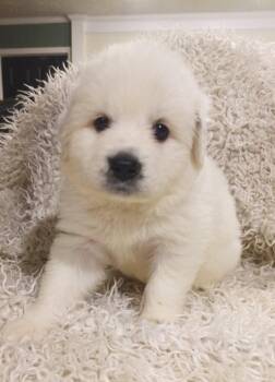 Great Pyrenees and Anatolian Shepherd Dogs Available for Adoption in Holly Springs, North Carolina - Jasmine - Disney Litter | PetCurious