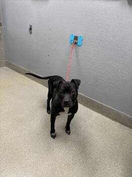 Rescue Pit Bull Terrier Dogs for Adoption in Las Vegas, Nevada - SHERLOCK | PetCurious