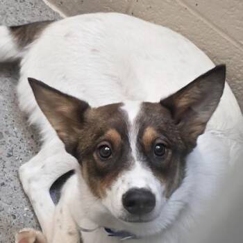 Sparky -  Cattle Dog and Mixed Breed Dog for Adoption in West Des Moines, Iowa - Sparky | PetCurious