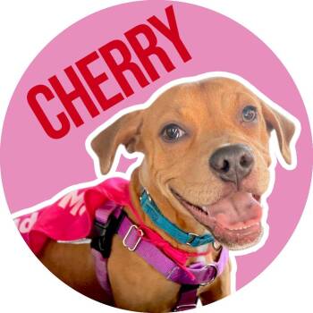 Mixed Breed Dogs Available for Adoption - Cherry | PetCurious
