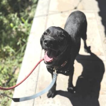 Beatrice -  Labrador Retriever and Hound Dog for Adoption in Bend, Oregon - Beatrice | PetCurious